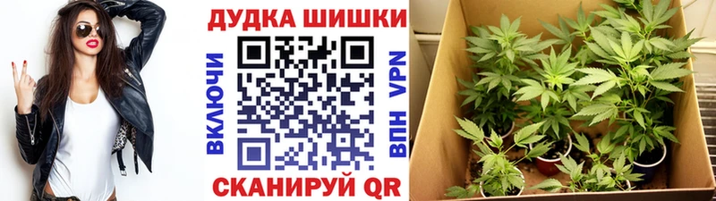 кракен вход  Сокол  МАРИХУАНА SATIVA & INDICA 